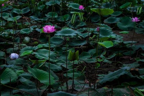 莲花:新的黎明,揭开新的黎明篇章