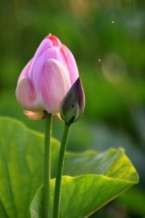 莲花:新的黎明,揭开新的黎明篇章