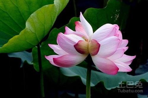 并蒂莲花不相见